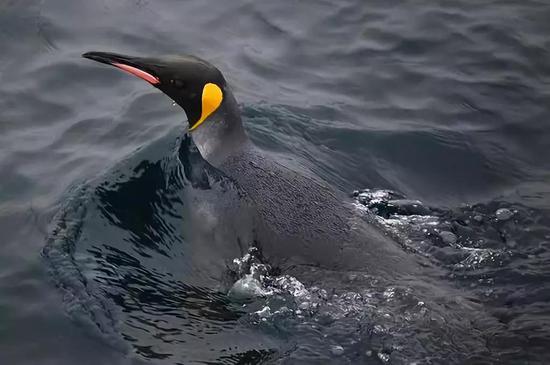 锋面南移，王企鹅就要游得更远才能获得食物。图片来源：pixabay