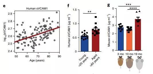 ▲随着年龄增长，VCAM1的表达量增多（图片来源：参考资料[1]）