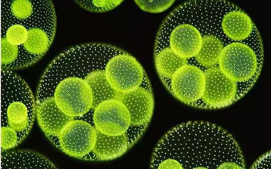 微藻的形态 （图片来源：www.bioindustry.cn）