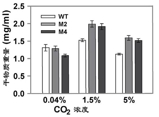 野生菌株和改造藻株在高CO2（5%浓度）环境下生物质产量（WT：野生菌株；M2和M4改造藻株）（图片来源：中科院青岛生物能源与过程研究所单细胞中心）