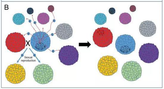 有性繁殖可以让后代更好地识别传染性癌细胞